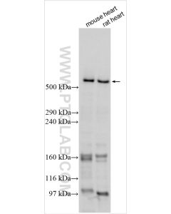 RYR2 Polyclonal antibody proteintech 19765-1-AP