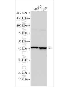 G6PC Polyclonal antibody proteintech 29084-1-AP