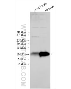S100B Polyclonal antibody proteintech 15146-1-AP