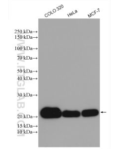 MRPL12 Polyclonal antibody proteintech 14795-1-AP