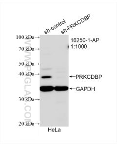 PRKCDBP Polyclonal antibody proteintech 16250-1-AP