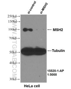 MSH2 Polyclonal antibody proteintech 15520-1-AP