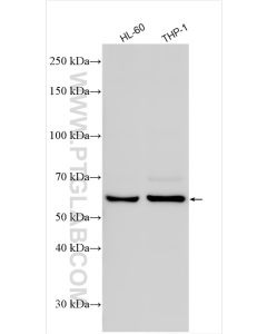 cGAS Polyclonal antibody proteintech 26416-1-AP