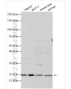 TIM22 Polyclonal antibody proteintech 14927-1-AP