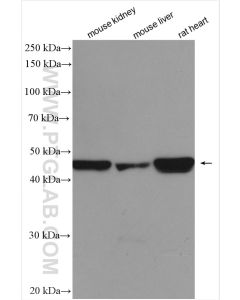 PDK4 Polyclonal antibody proteintech 12949-1-AP