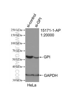 GPI Polyclonal antibody proteintech 15171-1-AP