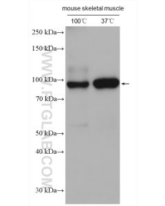 ATP1A1/2/3/4 Polyclonal antibody proteintech 16836-1-AP