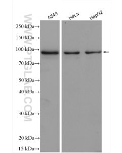 TAX1BP1 Polyclonal antibody proteintech 14424-1-AP