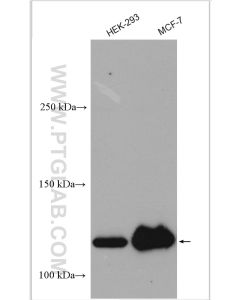 USP10 Polyclonal antibody proteintech 19374-1-AP
