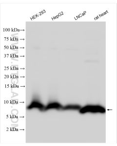 ATP8 Polyclonal antibody proteintech 26723-1-AP