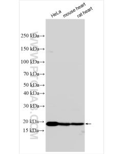 REEP5 Polyclonal antibody proteintech 14643-1-AP
