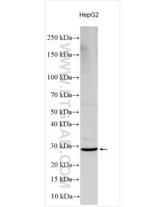 TNRC18 Polyclonal antibody proteintech 32165-1-AP