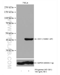 IDO1 Polyclonal antibody proteintech 13268-1-AP