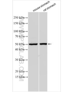 C2orf69 Polyclonal antibody proteintech 32100-1-AP