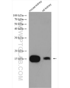 CISD2 Polyclonal antibody proteintech 13318-1-AP