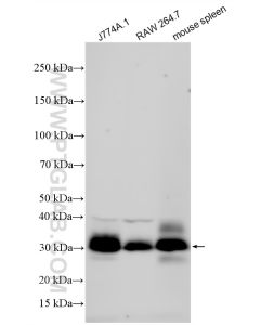 FCGR4/CD16-2 Polyclonal antibody proteintech 33531-1-AP