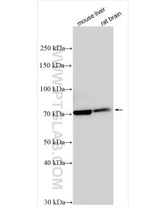 DLL3 Polyclonal antibody proteintech 25535-1-AP