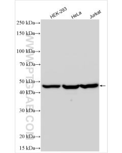 Perilipin 3/TIP47 Polyclonal antibody proteintech 10694-1-AP