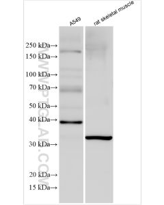 OGG1 Polyclonal antibody proteintech 30302-1-AP