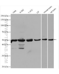 DEK Polyclonal antibody proteintech 16448-1-AP