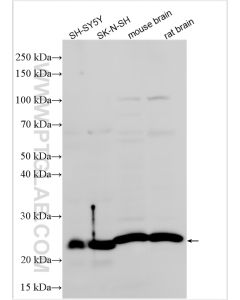 PUMA Polyclonal antibody proteintech 55120-1-AP