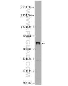SLC2A9 Polyclonal antibody proteintech 26486-1-AP