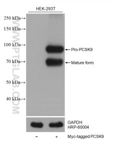 MYC tag Monoclonal antibody proteintech 60003-2-Ig