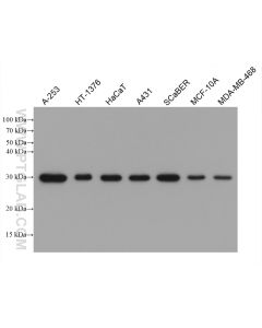 14-3-3 Sigma Monoclonal antibody proteintech 66251-1-Ig
