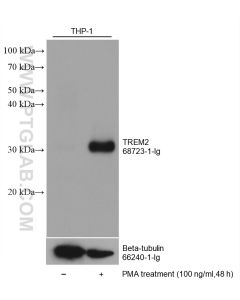 TREM2 Monoclonal antibody proteintech 68723-1-Ig