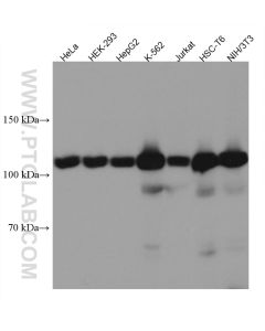 USP15 Monoclonal antibody proteintech 67557-1-Ig