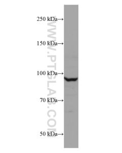 CUL2 Monoclonal antibody proteintech 67175-1-Ig