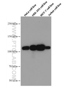KAP1 Monoclonal antibody proteintech 66630-1-Ig