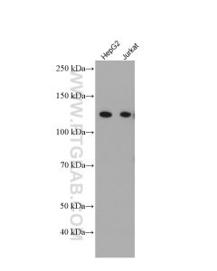 IFIH1/MDA5 Monoclonal antibody proteintech 66770-1-Ig