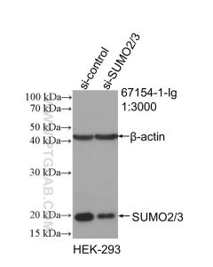 SUMO2/3 Monoclonal antibody proteintech 67154-1-Ig