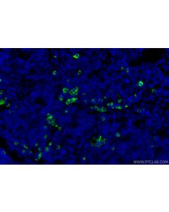 Anti-Mouse CD8a (53-6.7) proteintech 65069-1-Ig