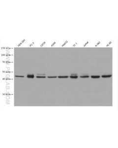 GSDMD Monoclonal antibody proteintech 66387-1-Ig