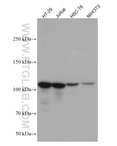 XRN2 Monoclonal antibody proteintech 66852-1-Ig