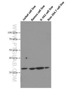 BCL2L1 Monoclonal antibody proteintech 66020-1-Ig