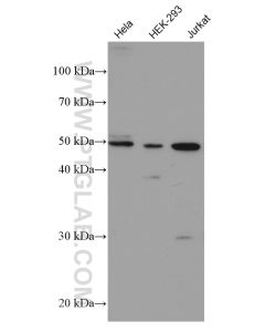 HDAC3 Monoclonal antibody proteintech 67151-1-Ig