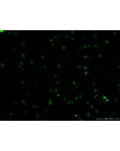 CoraLite? Plus 488 Anti-Mouse TCR Beta (H57-597) proteintech CL488-65106