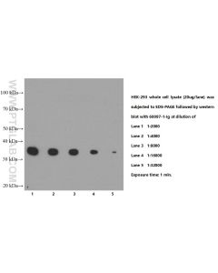PCNA Monoclonal antibody proteintech 60097-1-Ig