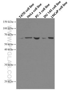 ETV5 Monoclonal antibody proteintech 66657-1-Ig