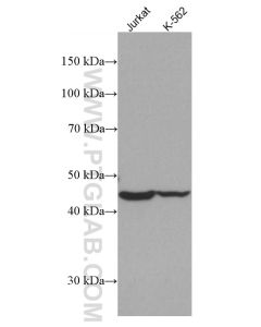 IDH2 Monoclonal antibody proteintech 66918-1-Ig