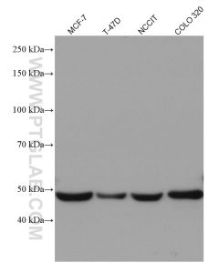 VDR Monoclonal antibody proteintech 67192-1-Ig