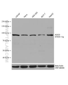 AGO2 Monoclonal antibody proteintech 67934-1-Ig