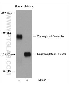 P-selectin / CD62P Monoclonal antibody proteintech 60322-1-Ig
