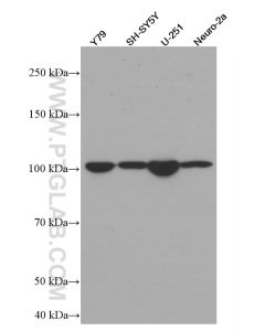 TAU Monoclonal antibody proteintech 66499-1-Ig