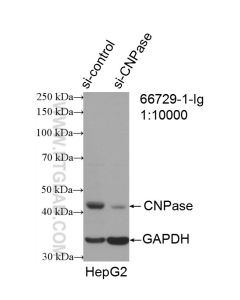 CNPase Monoclonal antibody proteintech 66729-1-Ig