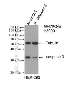 Caspase 3/P17/P19 Monoclonal antibody proteintech 66470-2-Ig