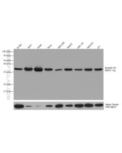 Annexin A2 Monoclonal antibody proteintech 60051-1-Ig